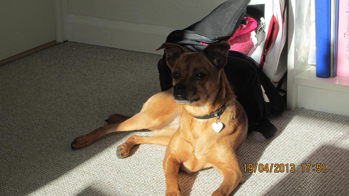 Blanding af racer Bella Vista <3 - Uffe hygger hos mor indefor i solen <33 

Tak fordi du så med, håber du vil give hende en kommentar med på vejen.. Tark! billede 20