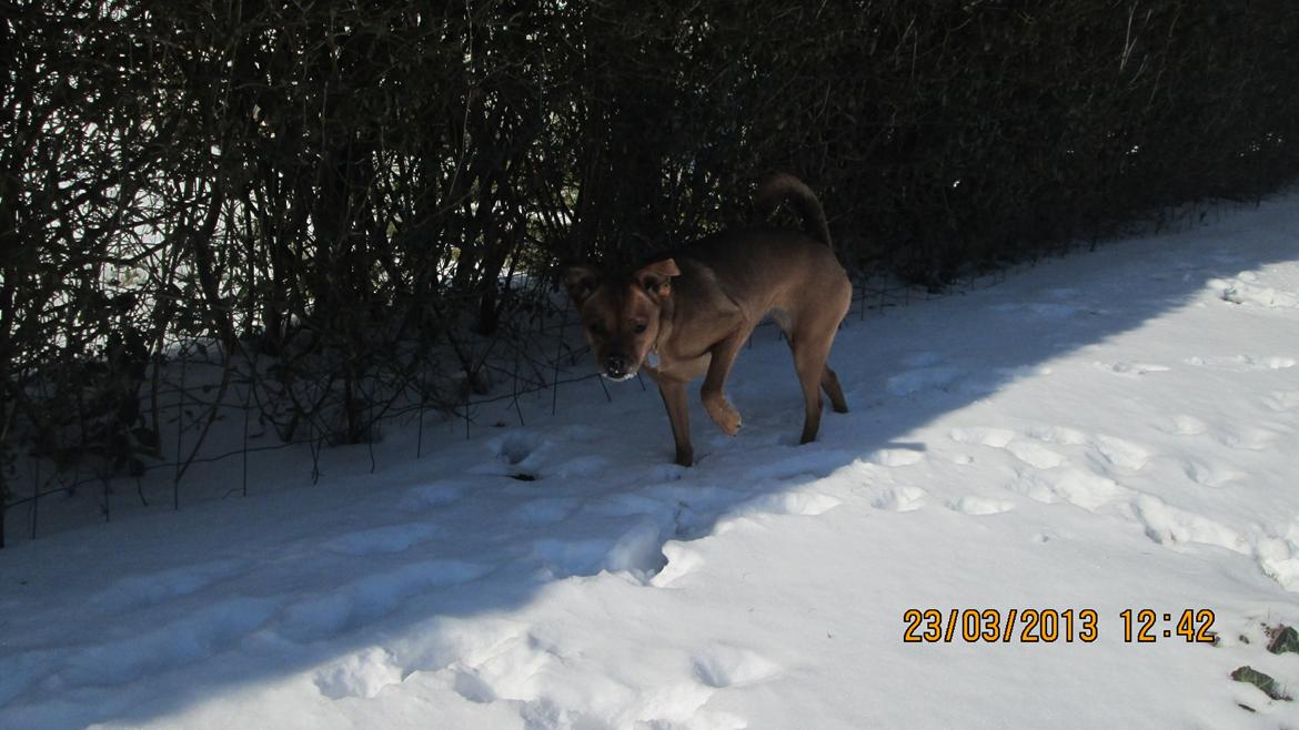 Blanding af racer Bella Vista <3 - Bella Vista i sneen <33 billede 15