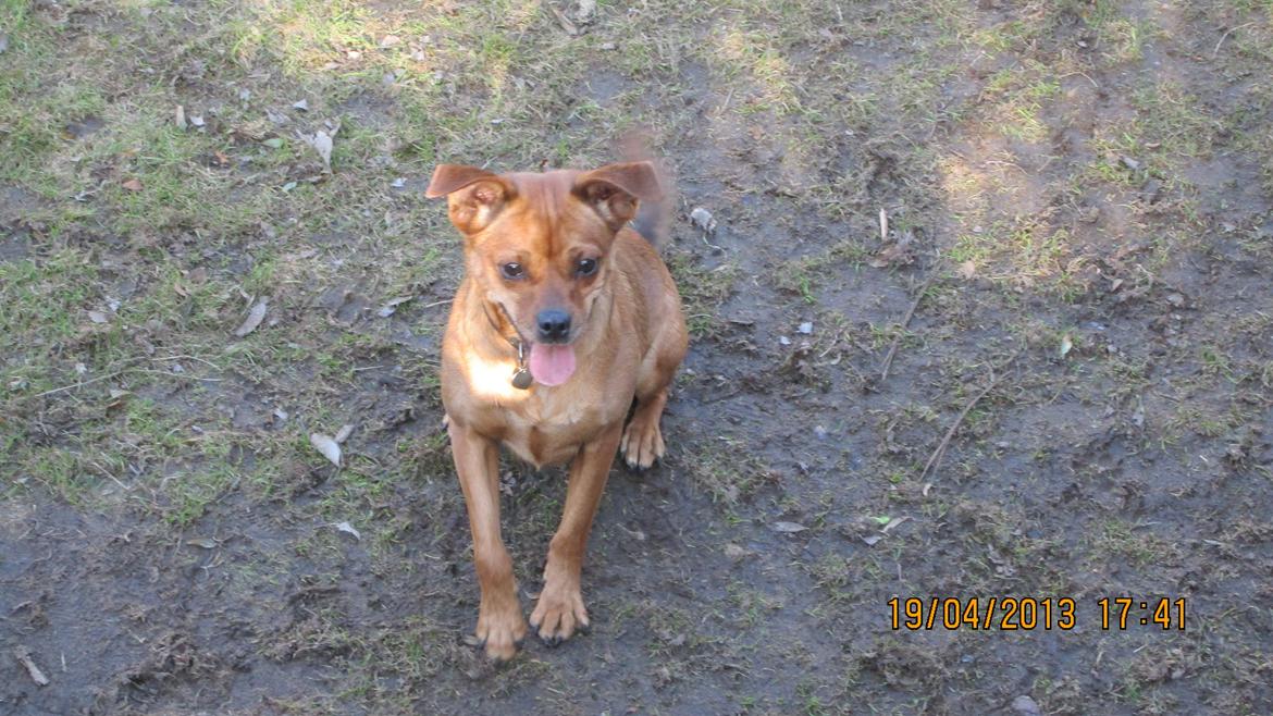 Blanding af racer Bella Vista <3 - Nårrh pus <33 billede 16