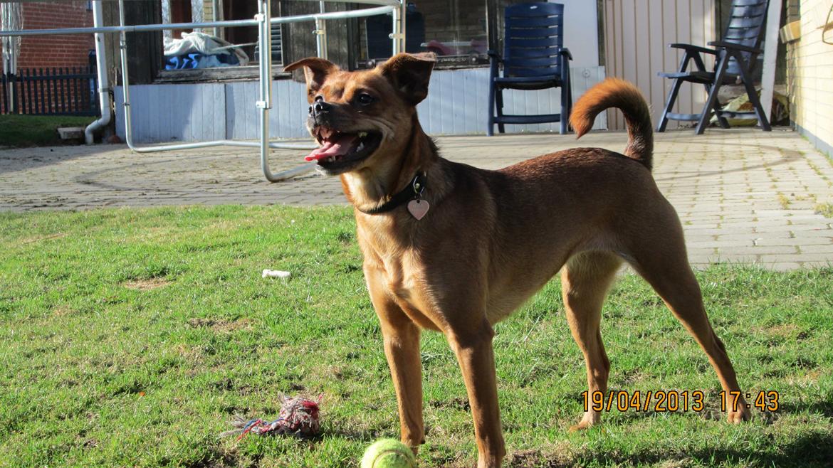 Blanding af racer Bella Vista <3 billede 17