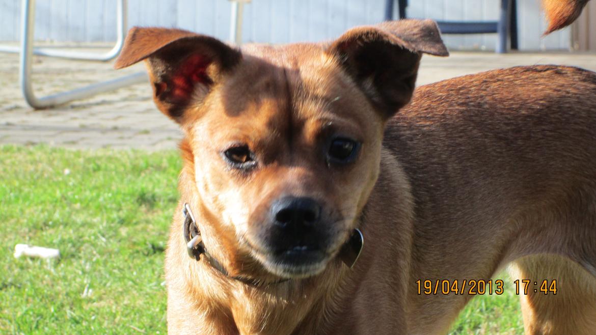 Blanding af racer Bella Vista <3 billede 18