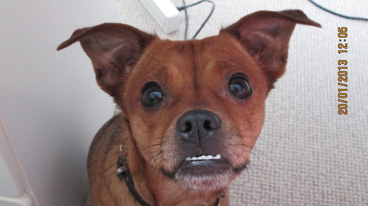 Blanding af racer Bella Vista <3 billede 3