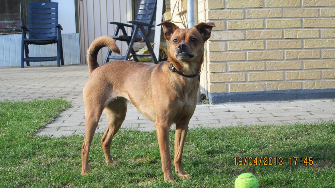 Blanding af racer Bella Vista <3 billede 19