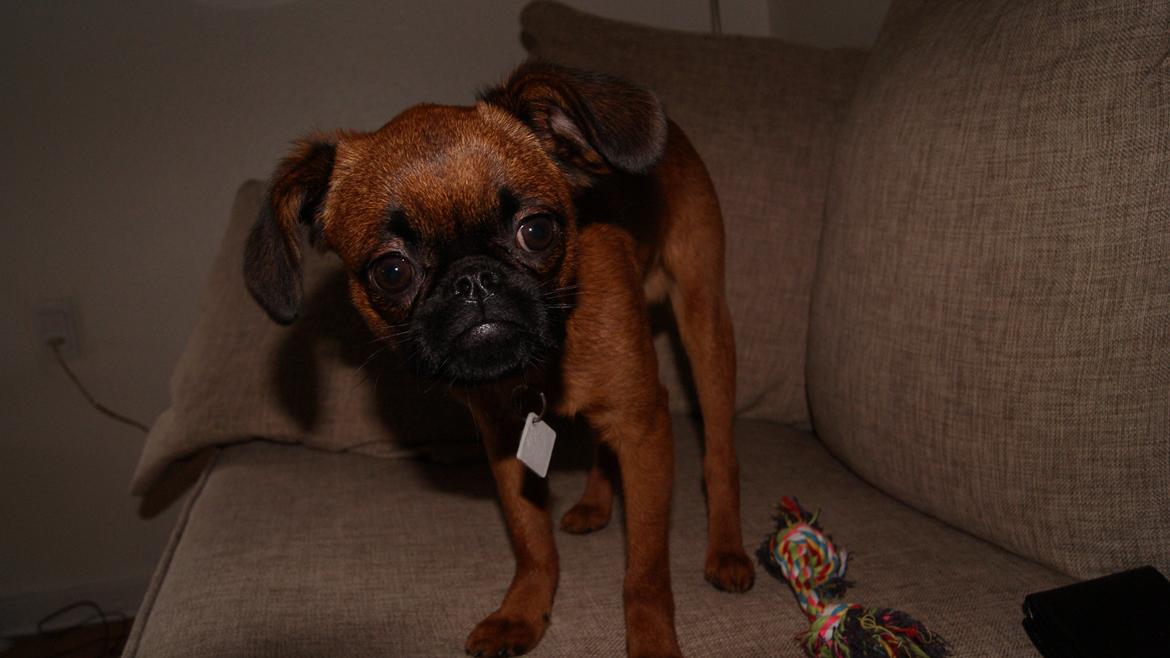 Griffon petit brabancon Joep billede 1