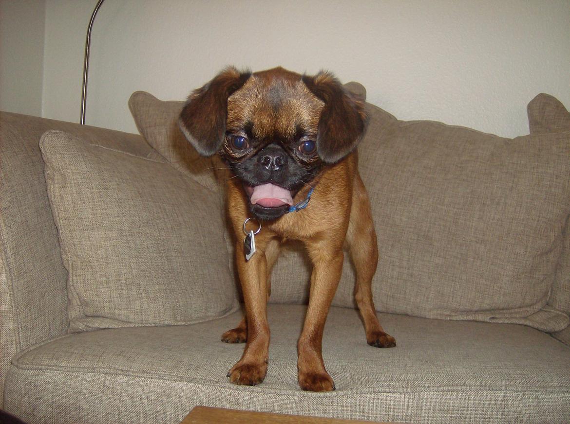 Griffon petit brabancon Joep billede 2