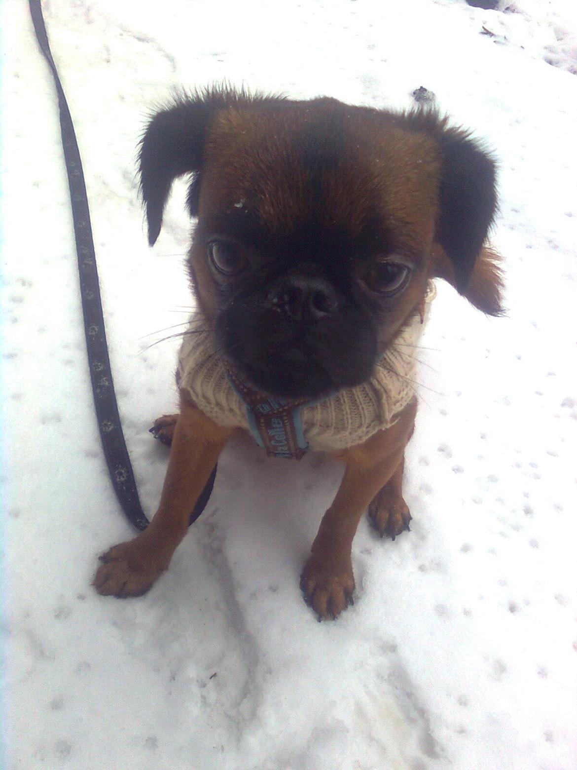 Griffon petit brabancon Joep billede 3