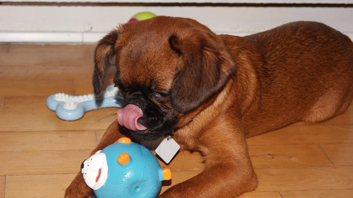 Griffon petit brabancon Joep - Joep 2010 billede 4