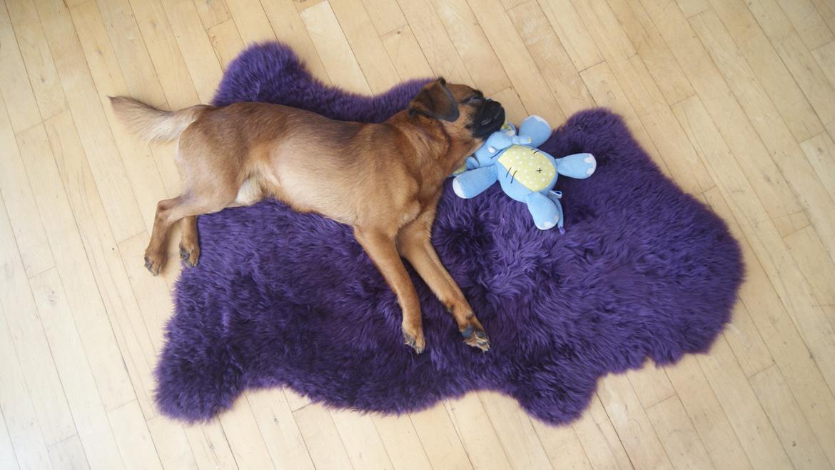 Griffon petit brabancon Joep billede 5