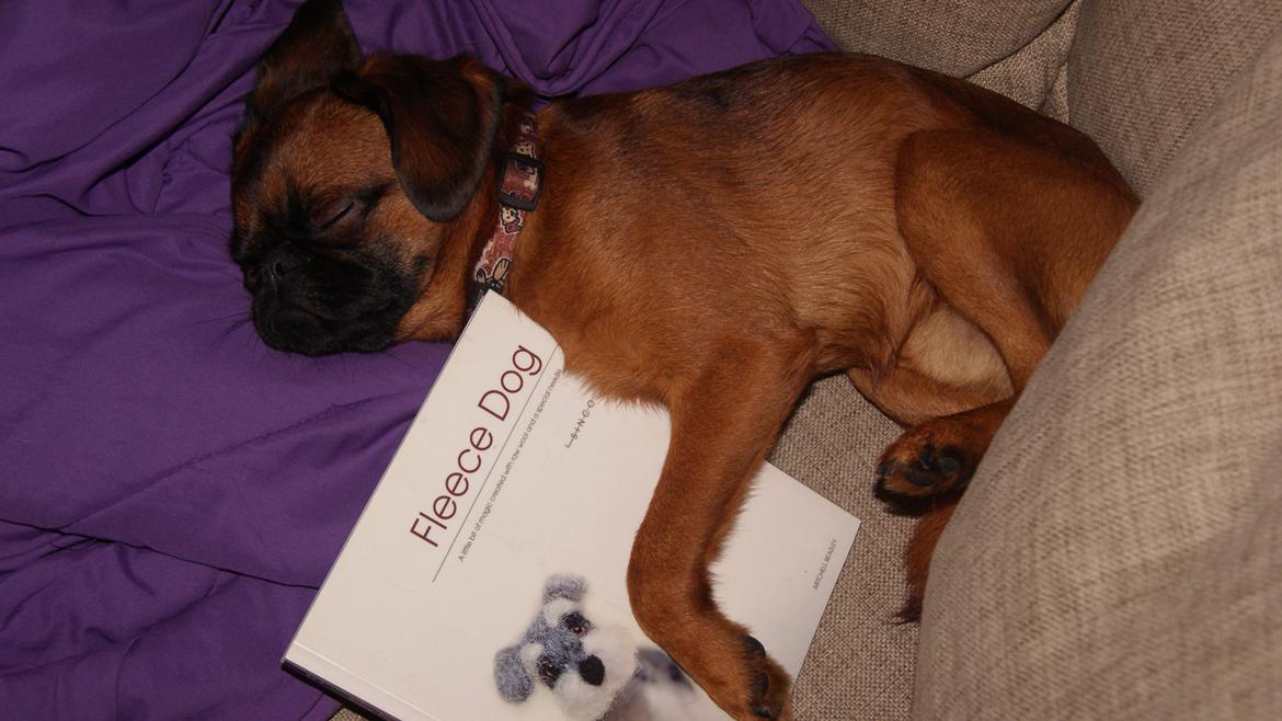 Griffon petit brabancon Joep billede 6