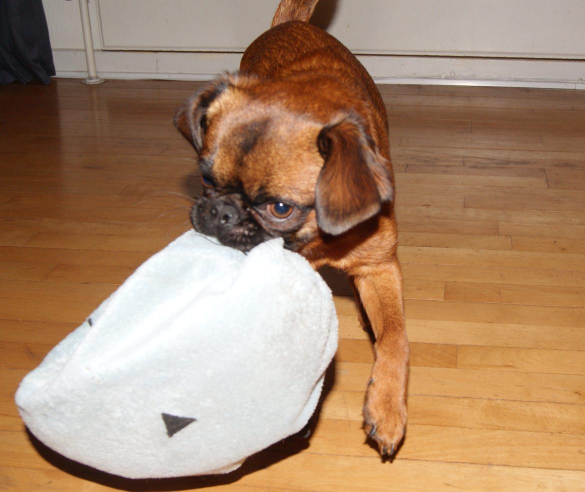 Griffon petit brabancon Joep billede 7