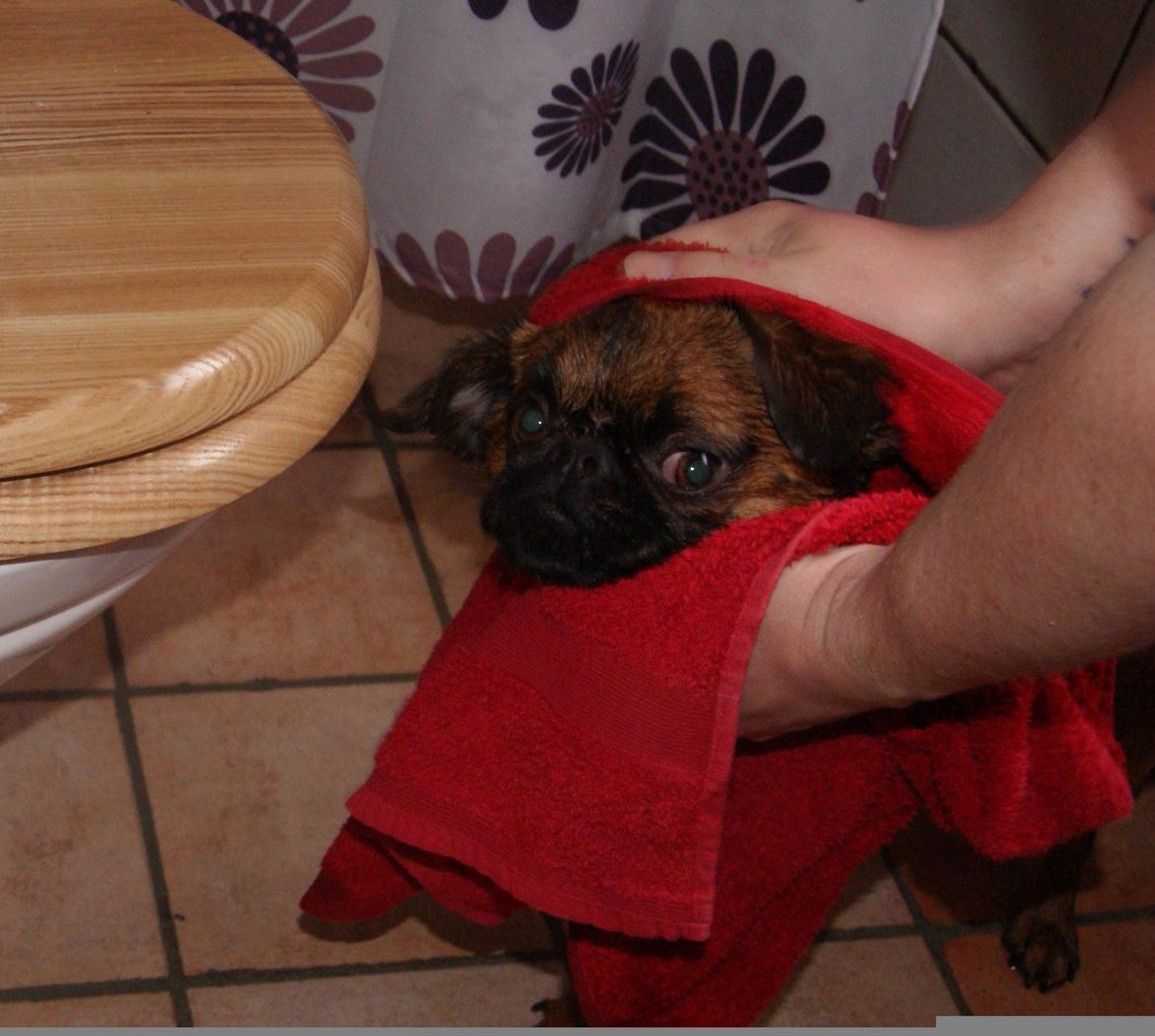 Griffon petit brabancon Joep billede 8