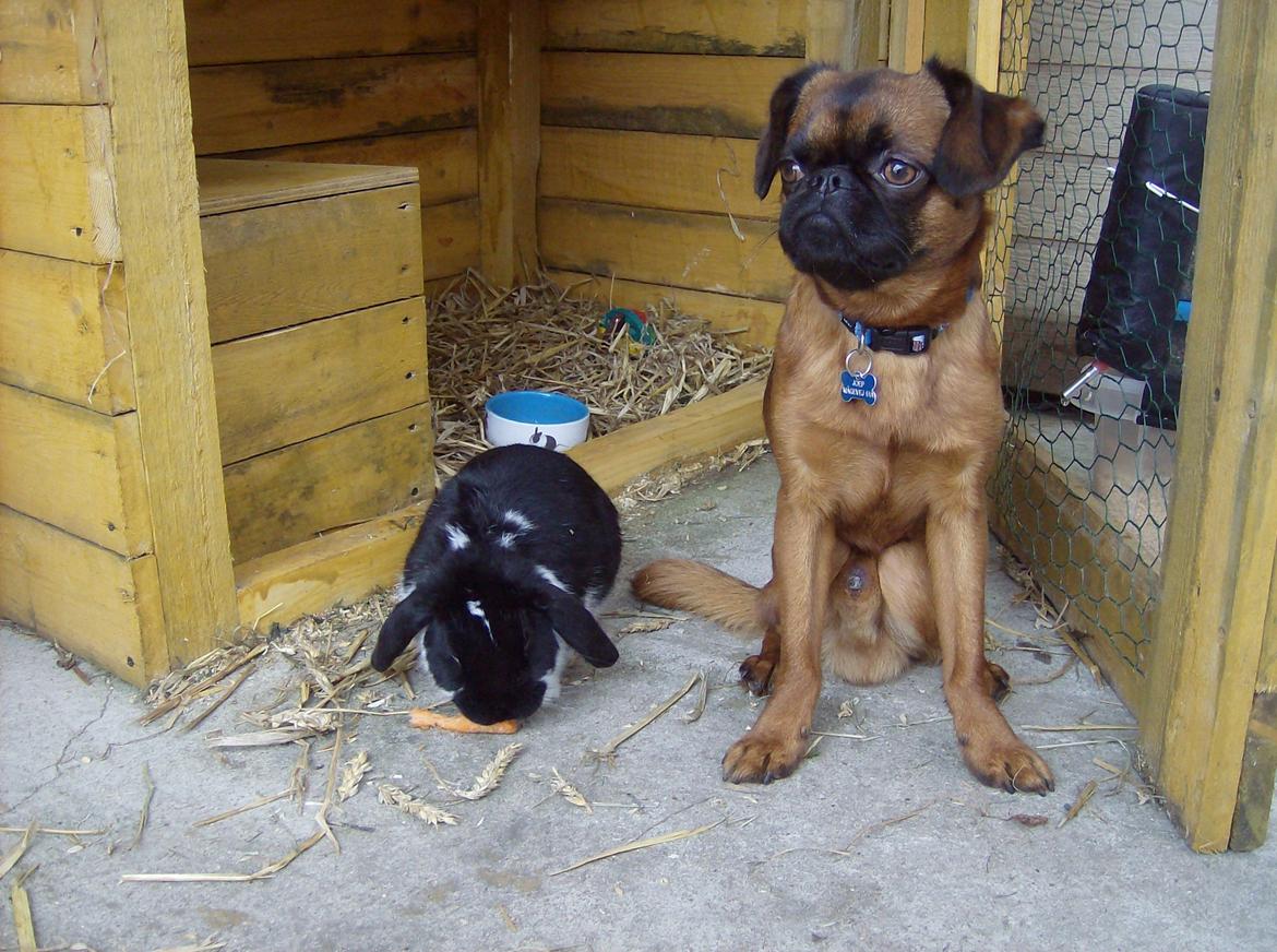 Griffon petit brabancon Joep billede 9