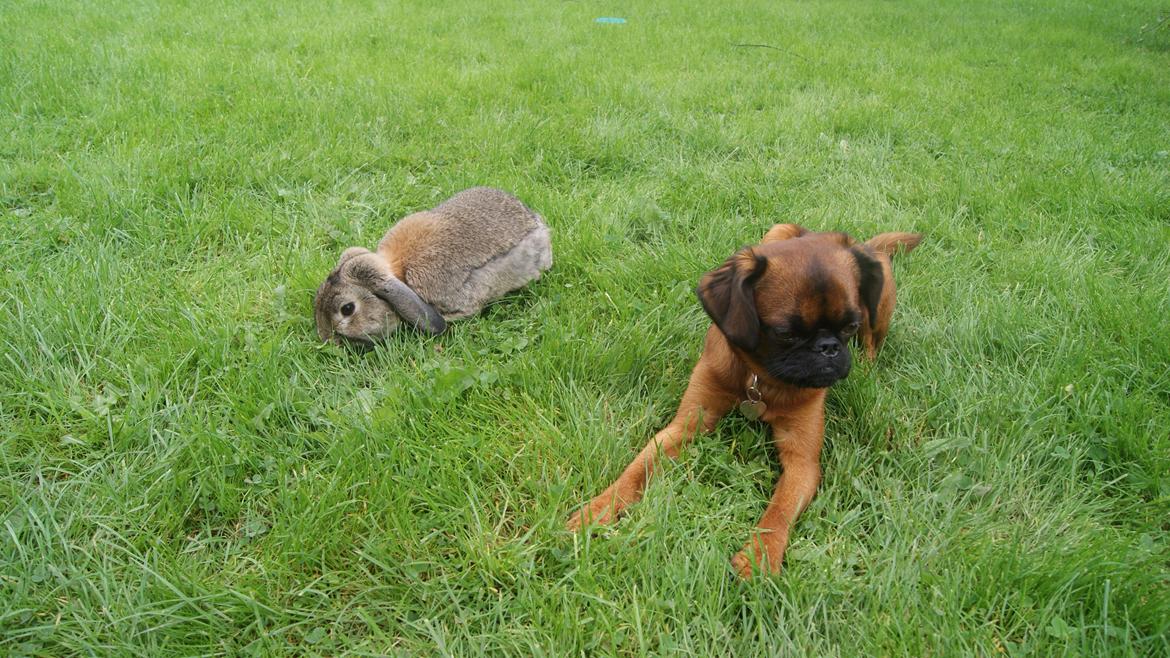 Griffon petit brabancon Joep billede 10