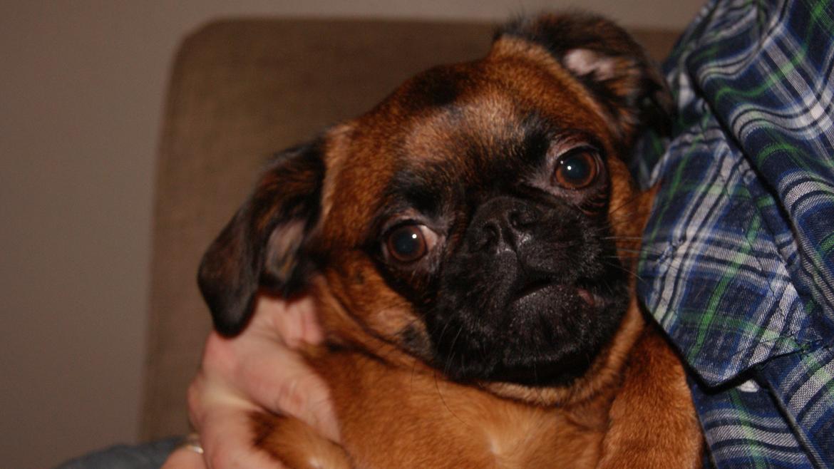 Griffon petit brabancon Joep billede 11