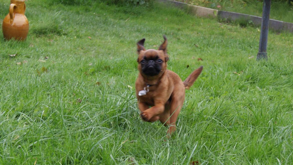 Griffon petit brabancon Joep billede 12