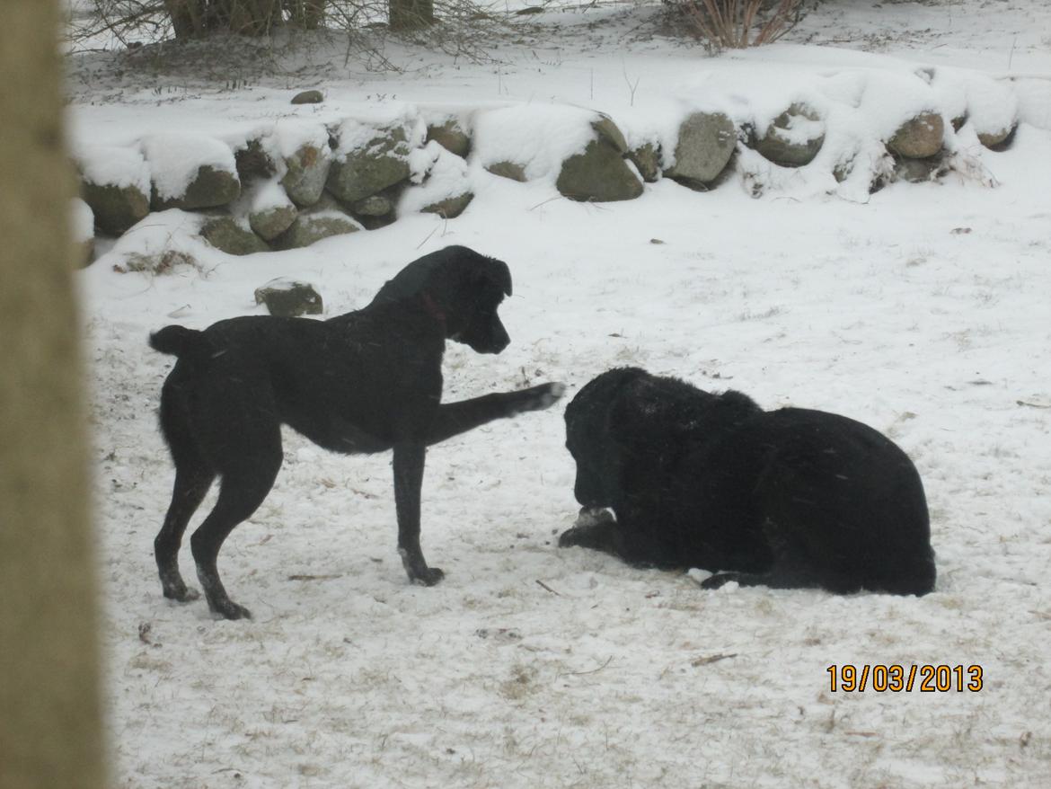 Blanding af racer Perle billede 19