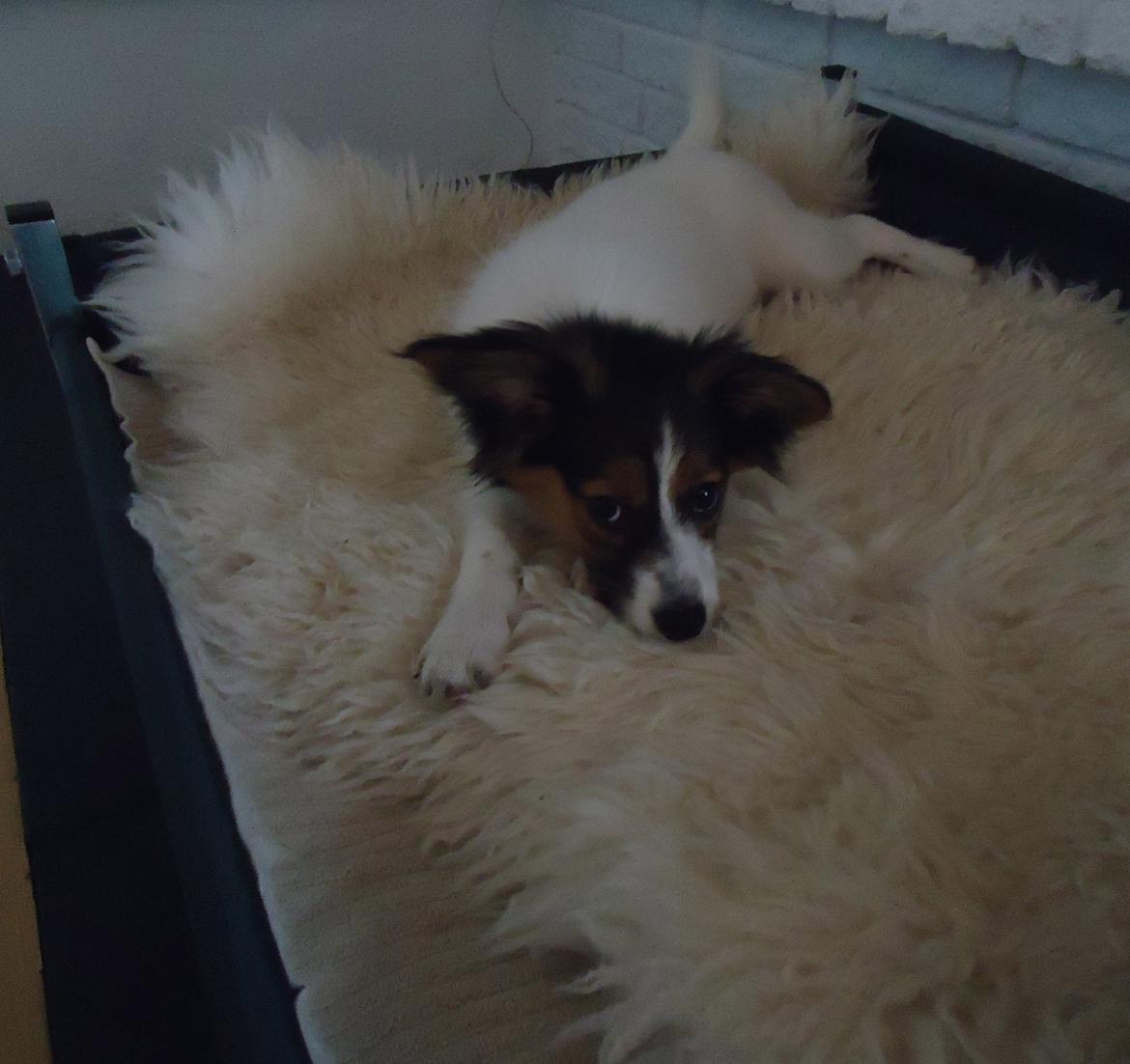 Papillon Alberte Demanture my dream. - Soffy i hendes nye hundeseng. billede 22