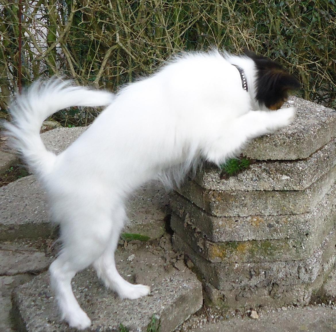 Papillon Alberte Demanture my dream. billede 23