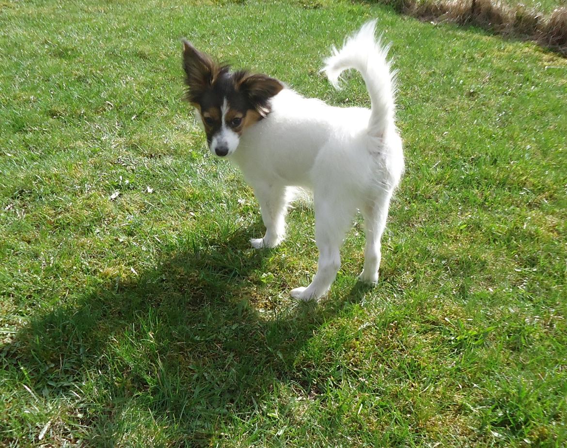 Papillon Alberte Demanture my dream. - En elegant papillon ik´ :) billede 24