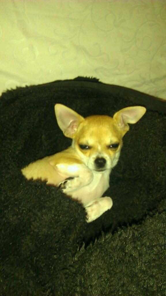 Chihuahua Ramos billede 11