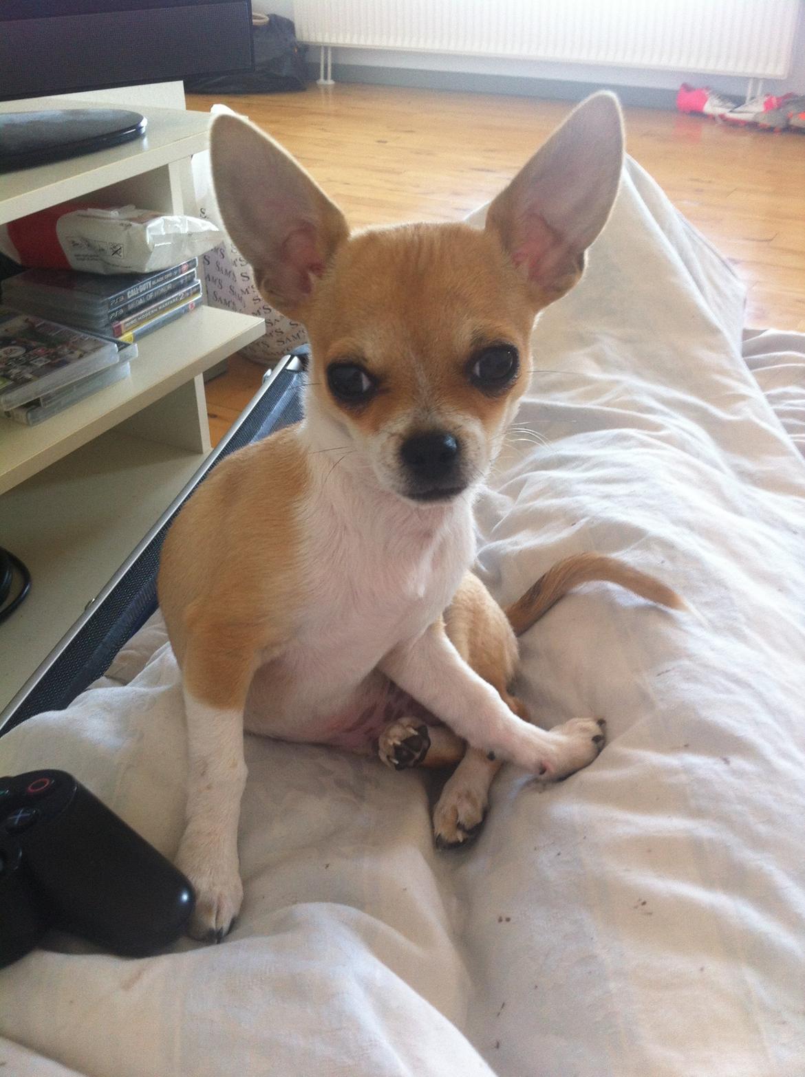 Chihuahua Ramos billede 12