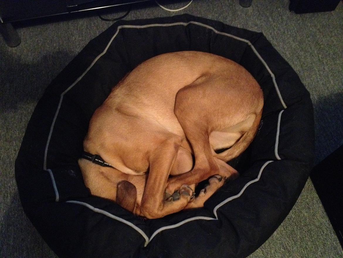 Blanding af racer Casha billede 18