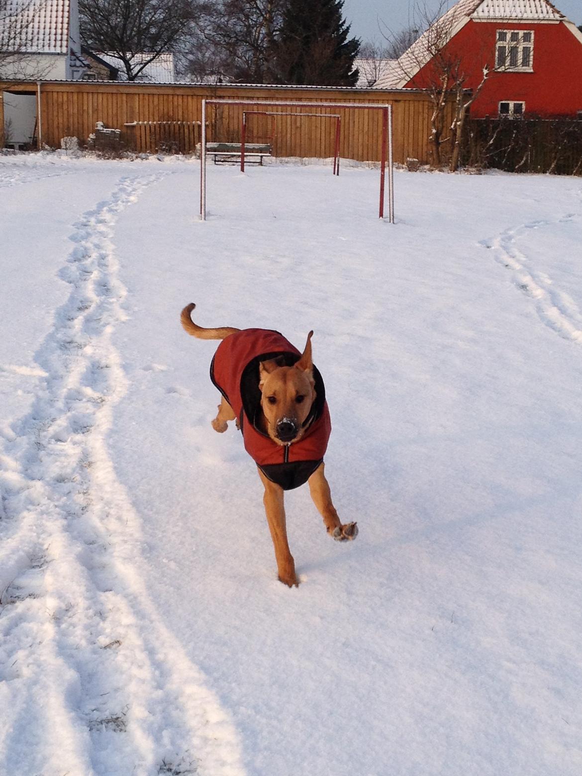 Blanding af racer Casha billede 19