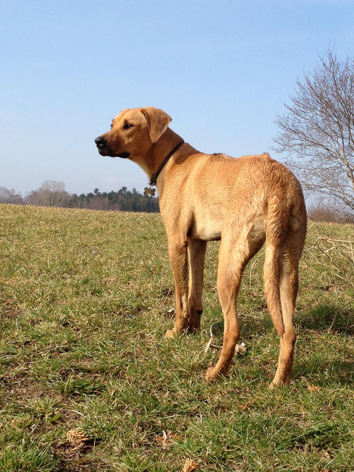 Blanding af racer Casha billede 20