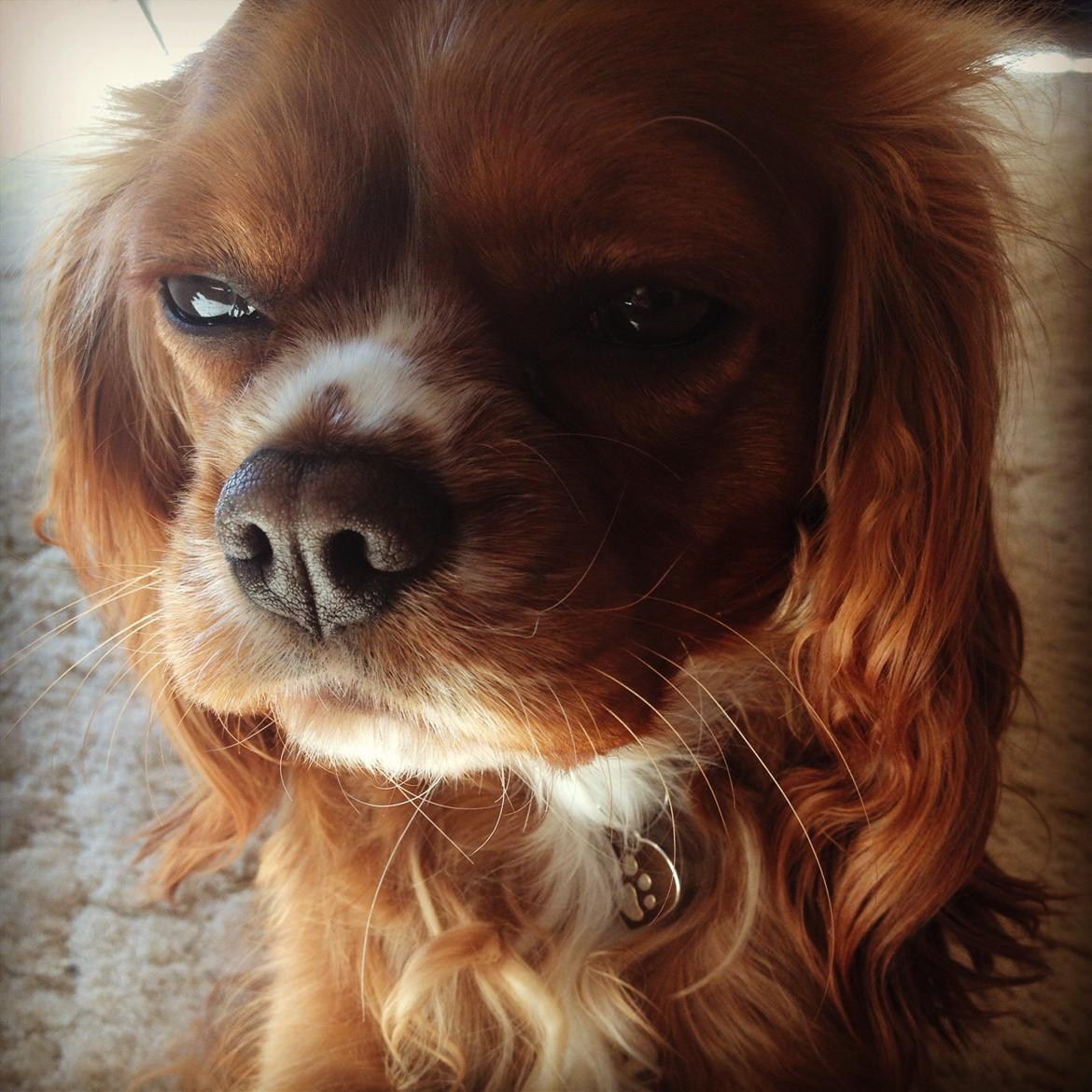 Cavalier king charles spaniel Silje billede 11