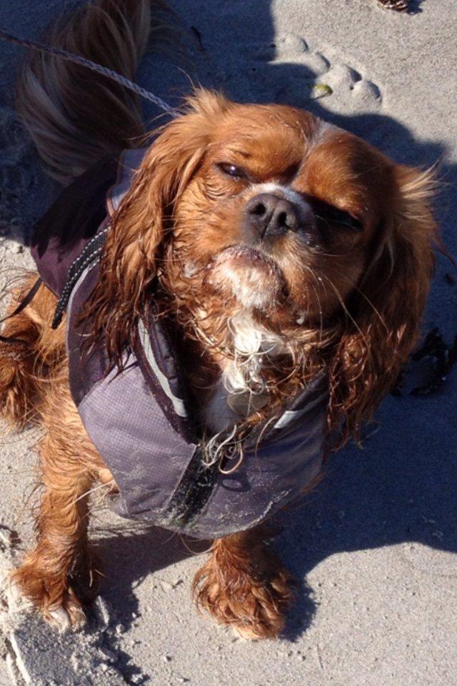 Cavalier king charles spaniel Silje - På stranden. billede 12