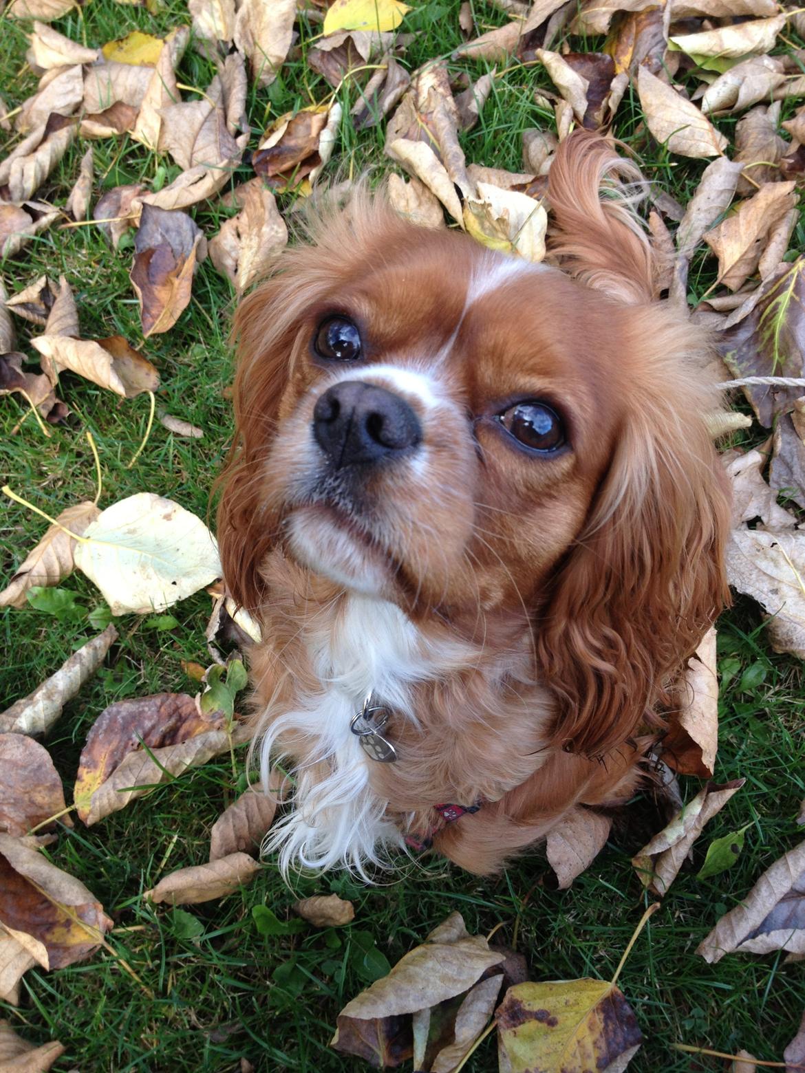 Cavalier king charles spaniel Silje - Efterår 2012. billede 13