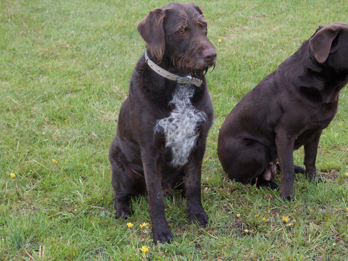 Blanding af racer | HERMAN. - Et af de sidste billeder taget af Herman billede 10