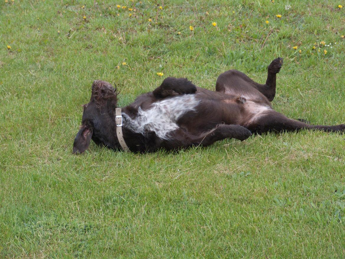 Blanding af racer | HERMAN. - Et af de sidste billeder taget af Herman billede 11