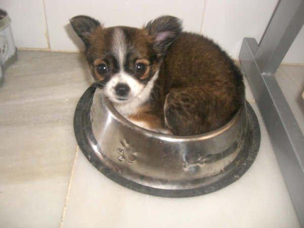 Chihuahua Jazmin - Er der mad nu ? billede 11