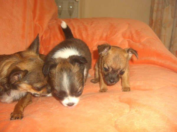 Chihuahua Jazmin - Sammen med sine søskende billede 15