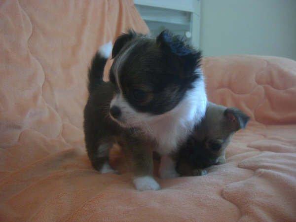 Chihuahua Jazmin billede 12