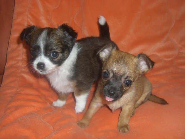 Chihuahua Jazmin billede 14