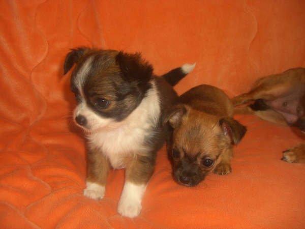 Chihuahua Jazmin billede 13