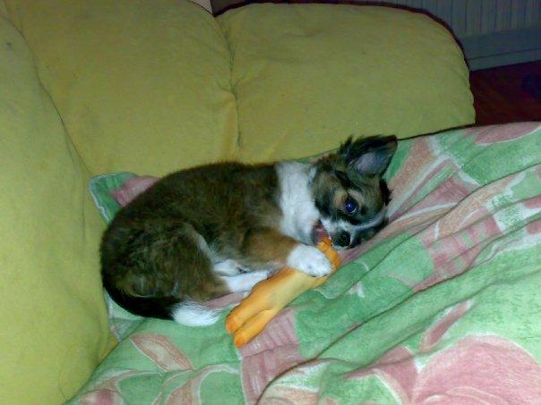 Chihuahua Jazmin - Det bedste legetøj var en lille latex gris billede 4