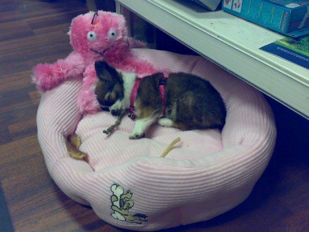 Chihuahua Jazmin - En af de første dage Jazmin var med på arbejde billede 7