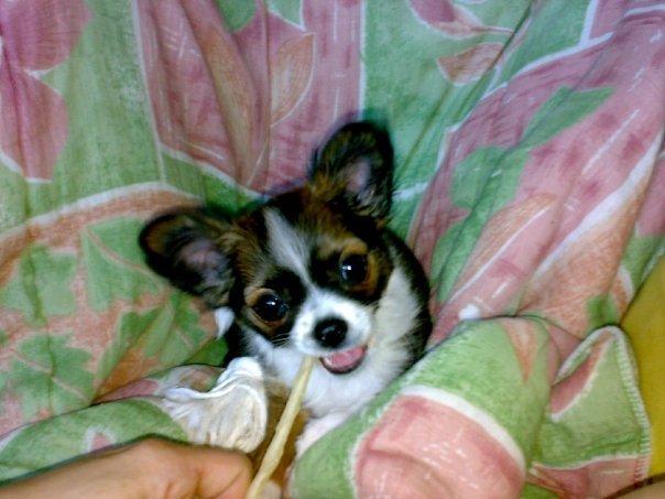 Chihuahua Jazmin - Dette galleri er til minde om Jazmin billede 1