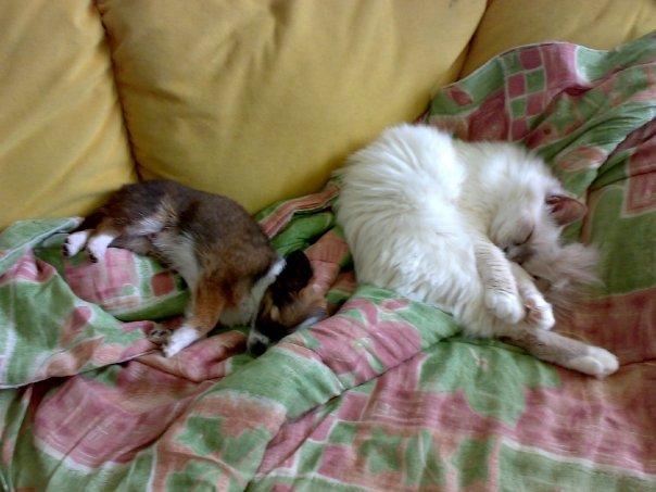 Chihuahua Jazmin - Ren sofa hygge billede 6