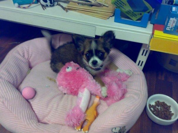 Chihuahua Jazmin - Lige ankommet på arbejde, super glad som altid billede 8