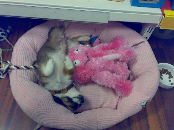 Chihuahua Jazmin - Efter 1½ times leg og lidt morgenmad, er det tid til en morfar billede 9