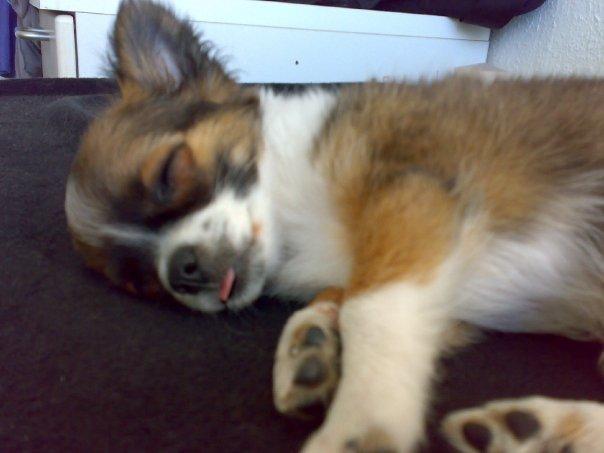 Chihuahua Jazmin - Hun sov meget billede 2