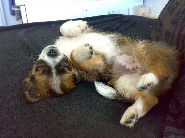 Chihuahua Jazmin - Men vågnede da jeg tog billeder af hende billede 3