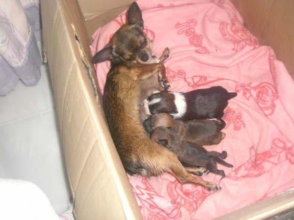 Chihuahua Jazmin - Sammen med mor og søskende billede 16