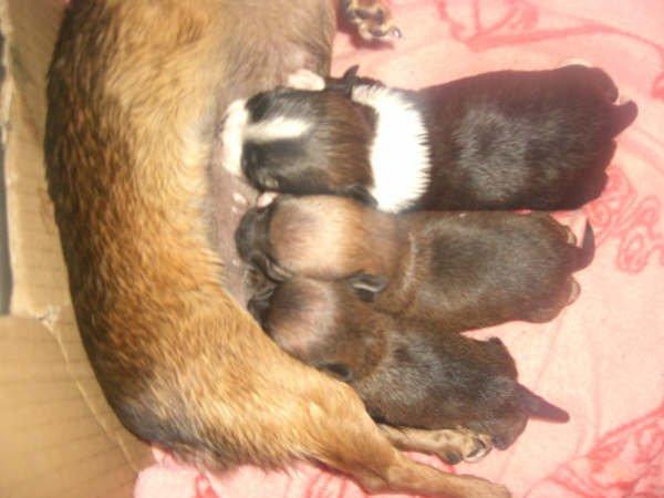 Chihuahua Jazmin - Hun gik virkelig til den i mælkebaren billede 17