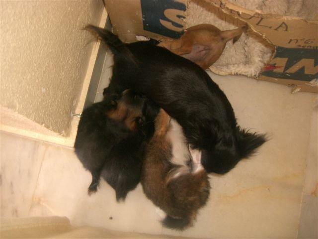 Chihuahua Jazmin - Og når mors mælkebar blev kedelig, gik hun da bare ombord i en anden. (dette var en anden tæve hos opdrætter der havde hvalpe samtidig) billede 18