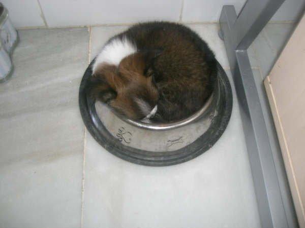 Chihuahua Jazmin - Hun var MEGET madglad billede 10